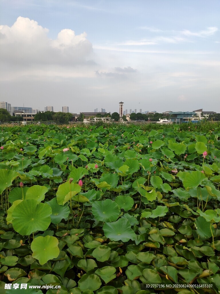 荷花池