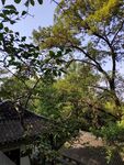 苏州虎丘