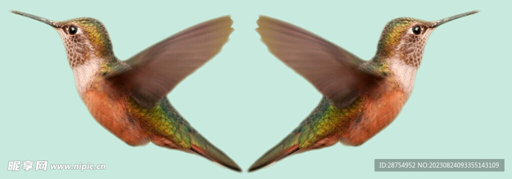 小鸟