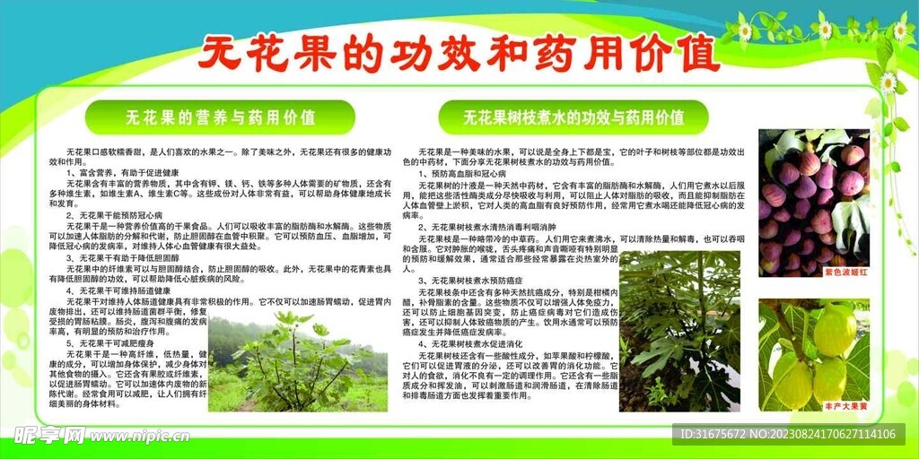 无花果的功效和药用价值