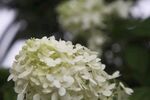 绣球花
