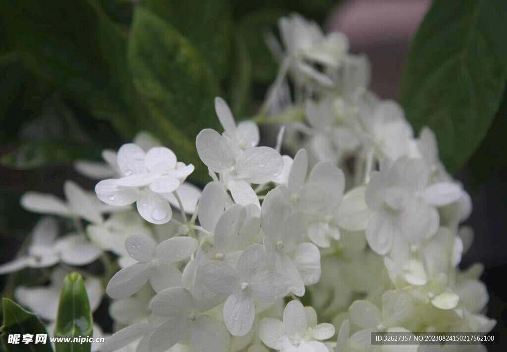 绣球花