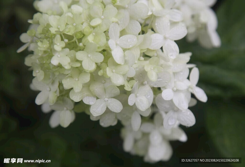 绣球花
