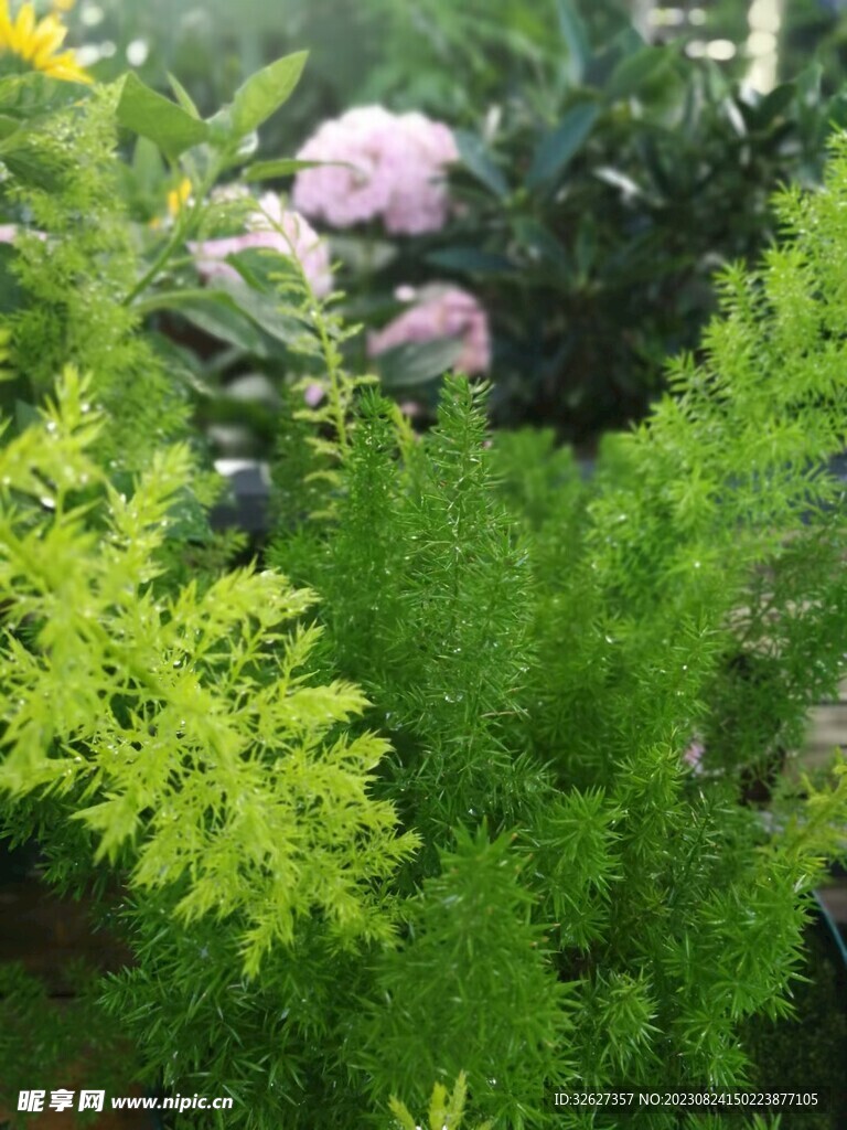 植物