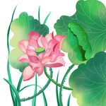 荷花插画设计与原创