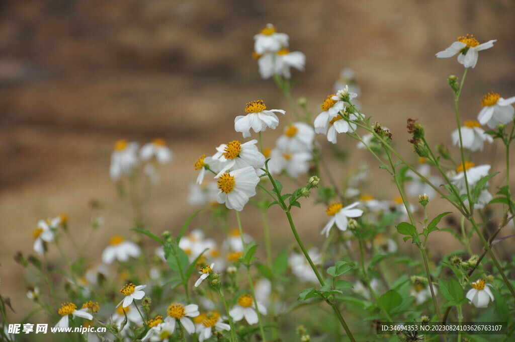 菊花 