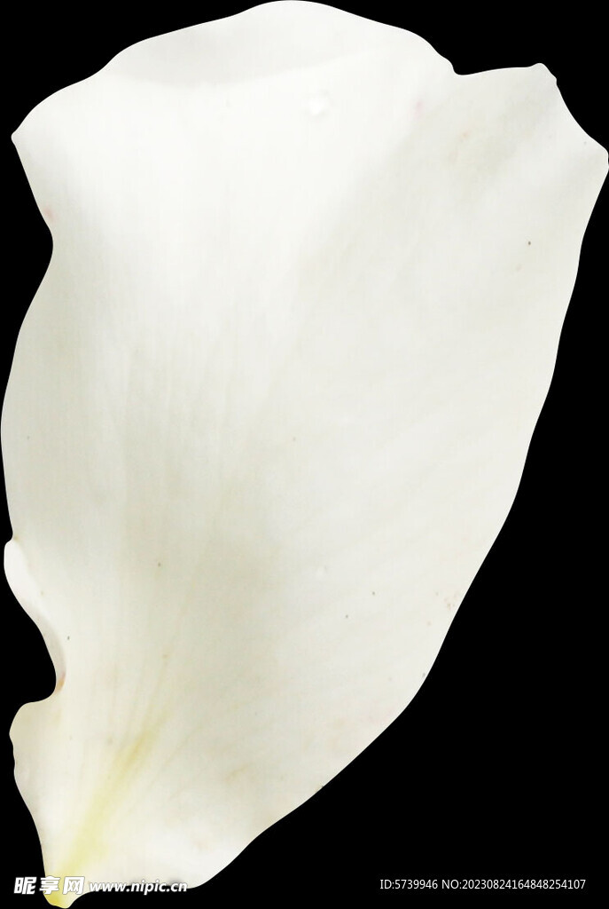 白色花瓣图片