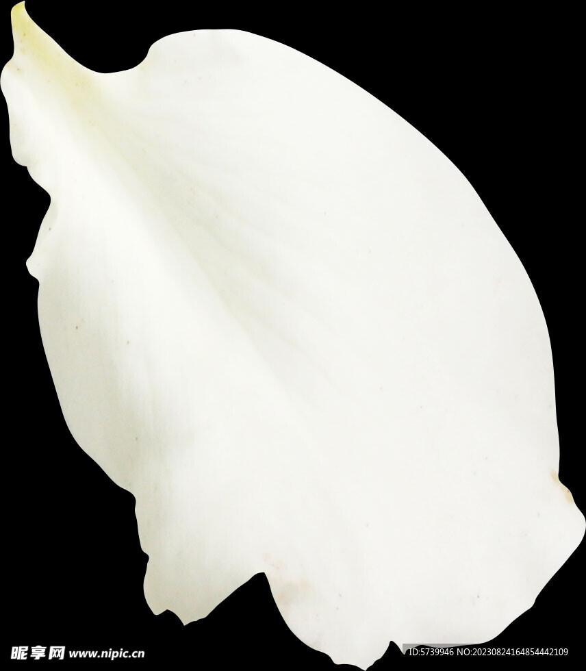 白色花瓣图片