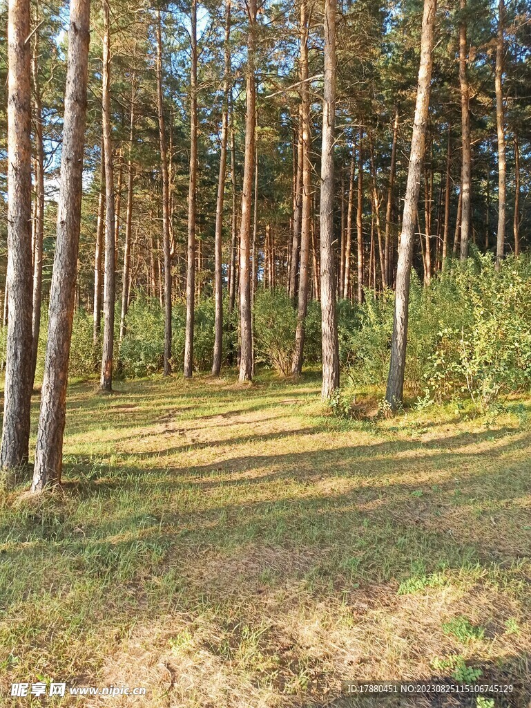 树木