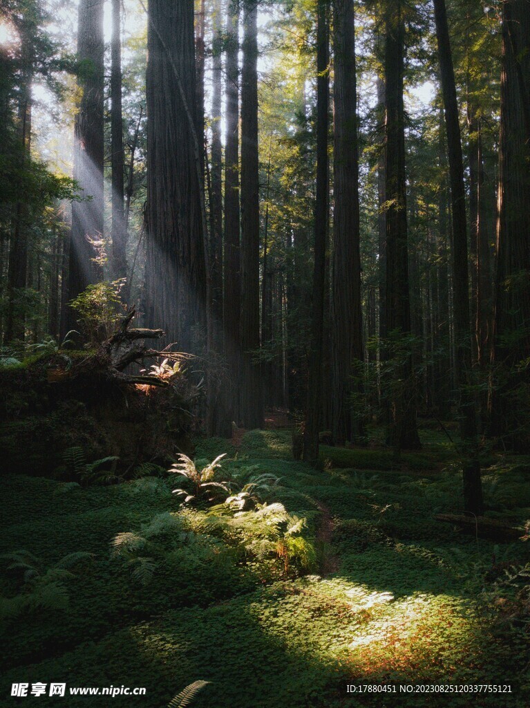丛林