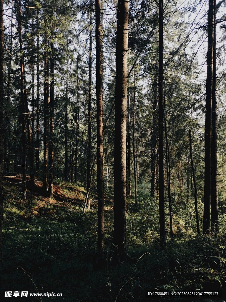 丛林