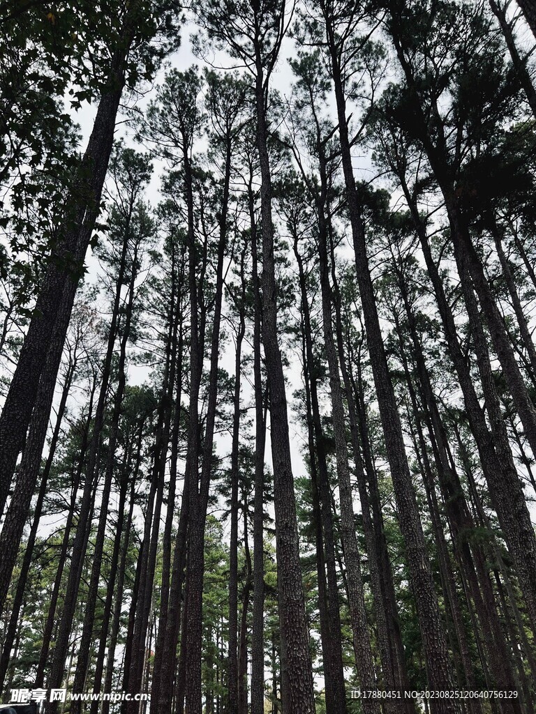 丛林