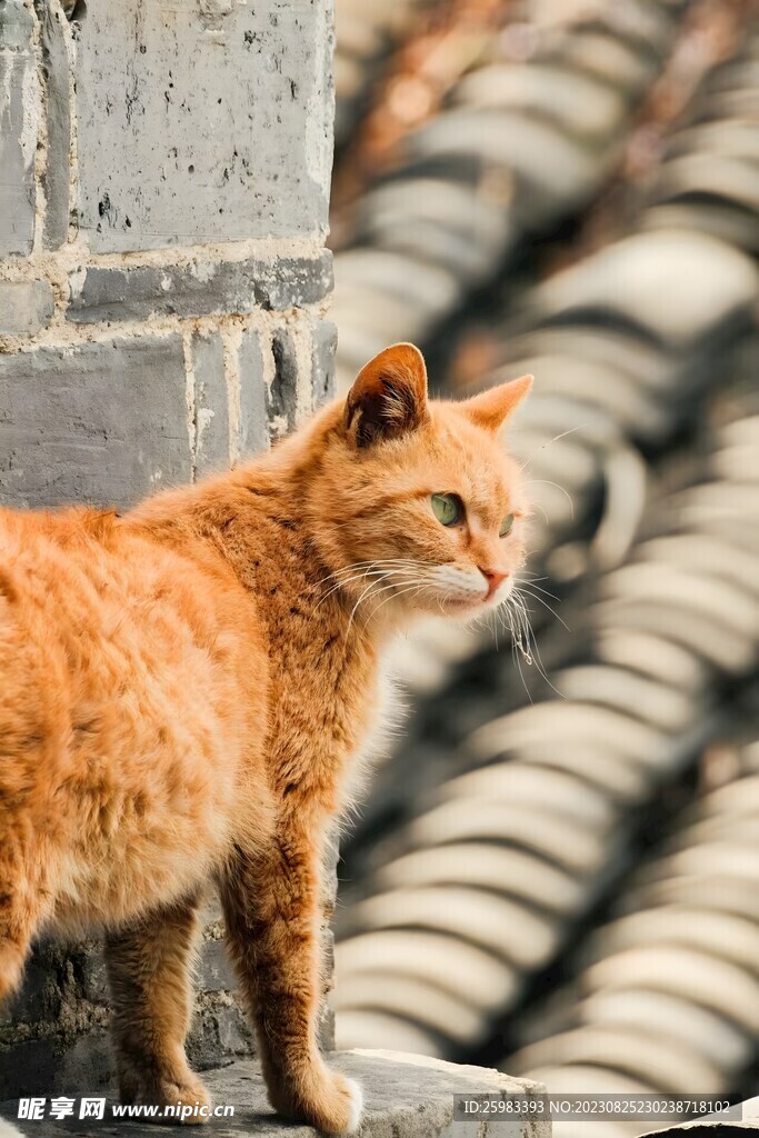 猫