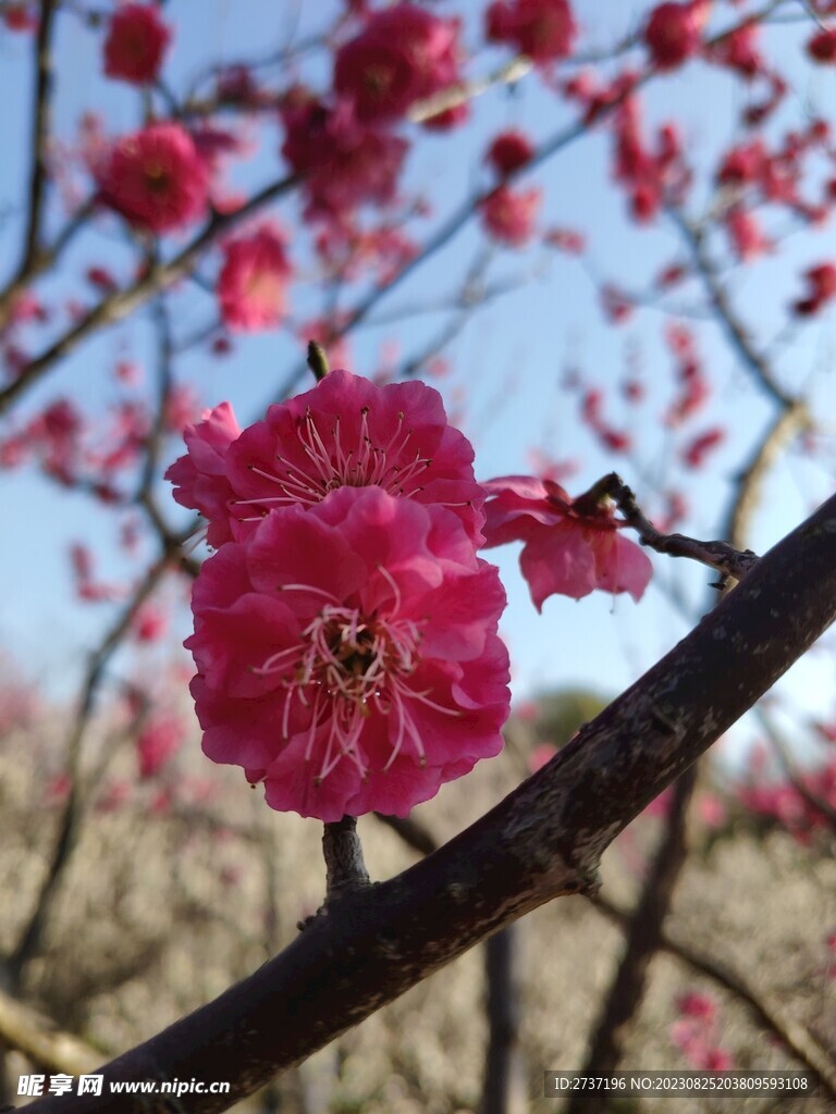 梅花
