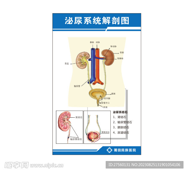 泌尿系统图