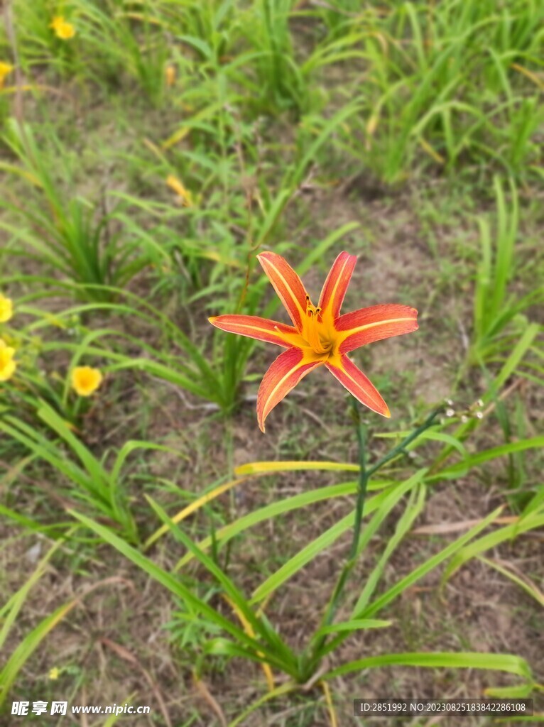 萱草
