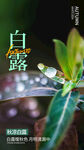 白露