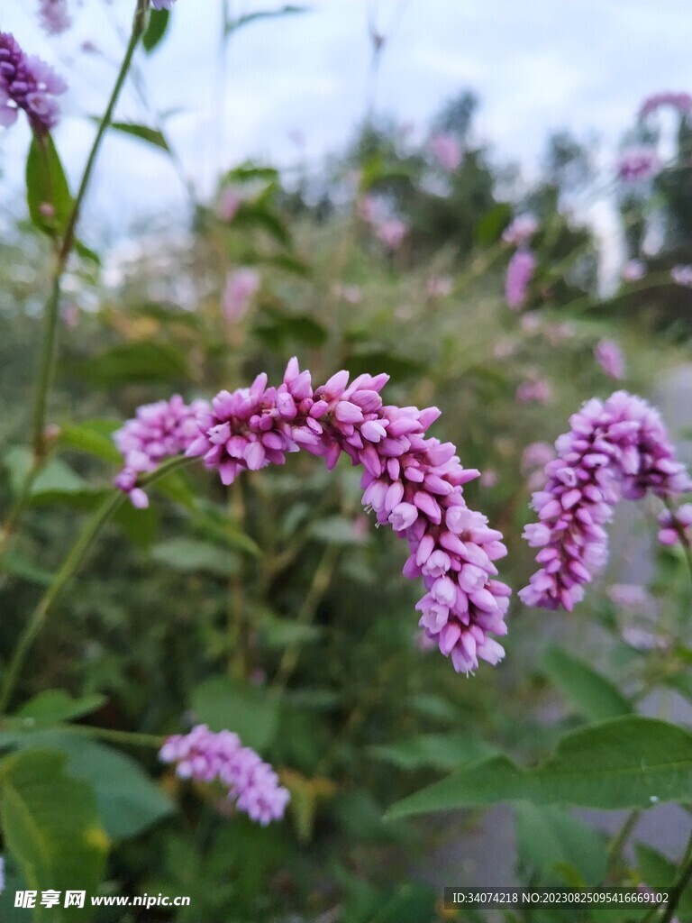 水蓼 辣柳草 蓼子草 斑蕉草 