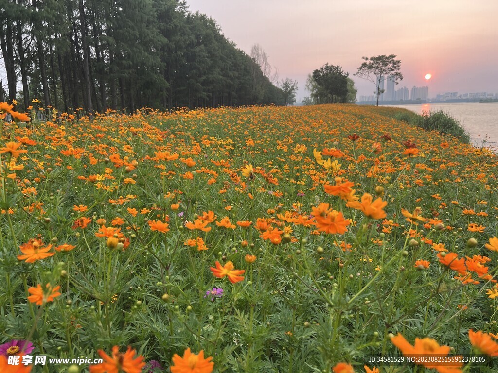 夕阳下的秋菊