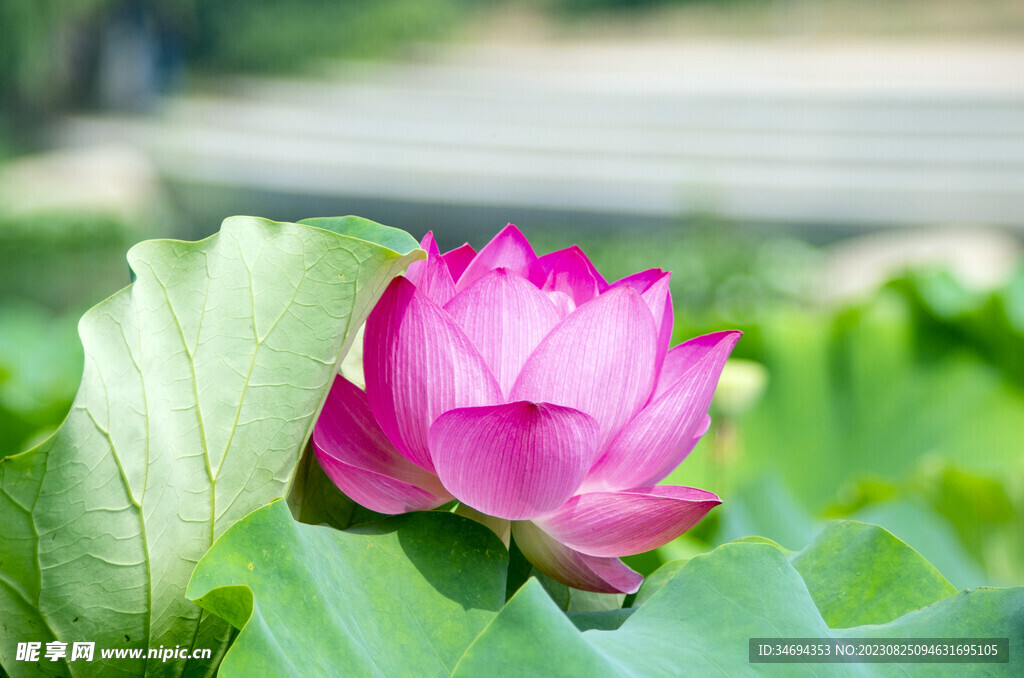 荷花  