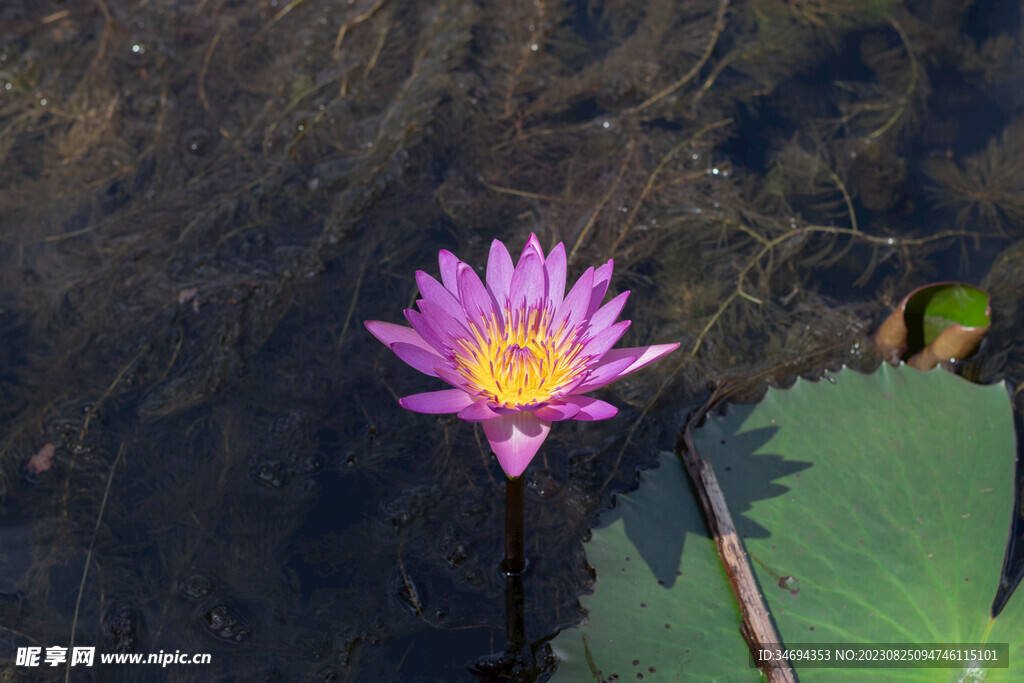 荷花