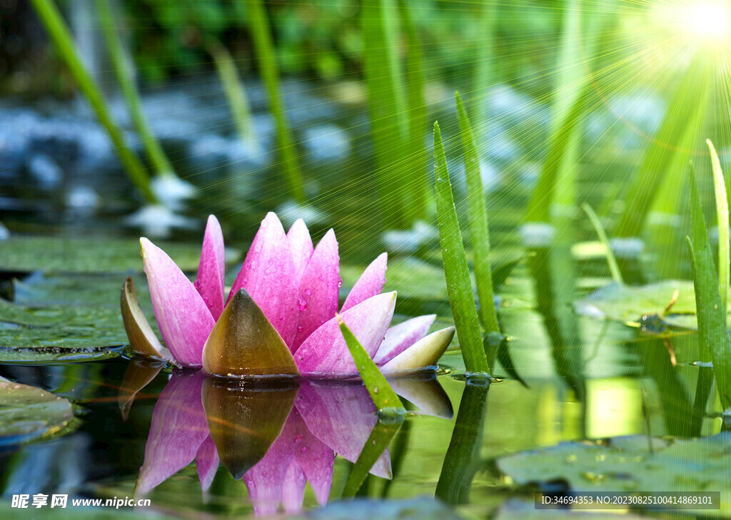荷花植物