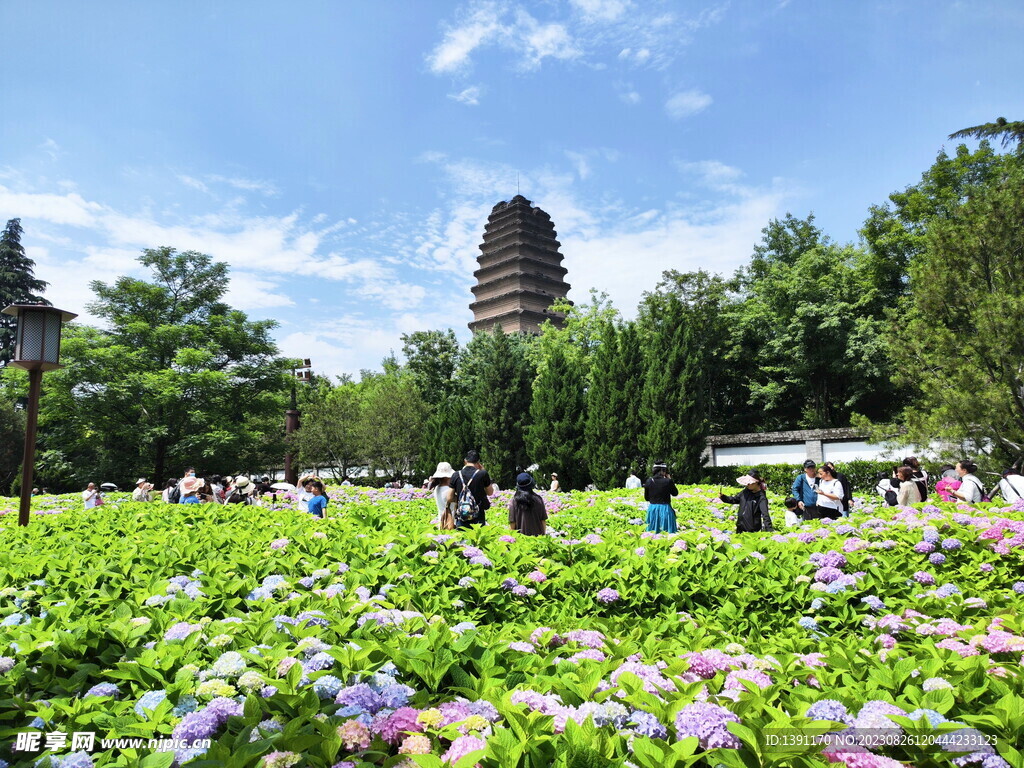 小雁塔绣球花