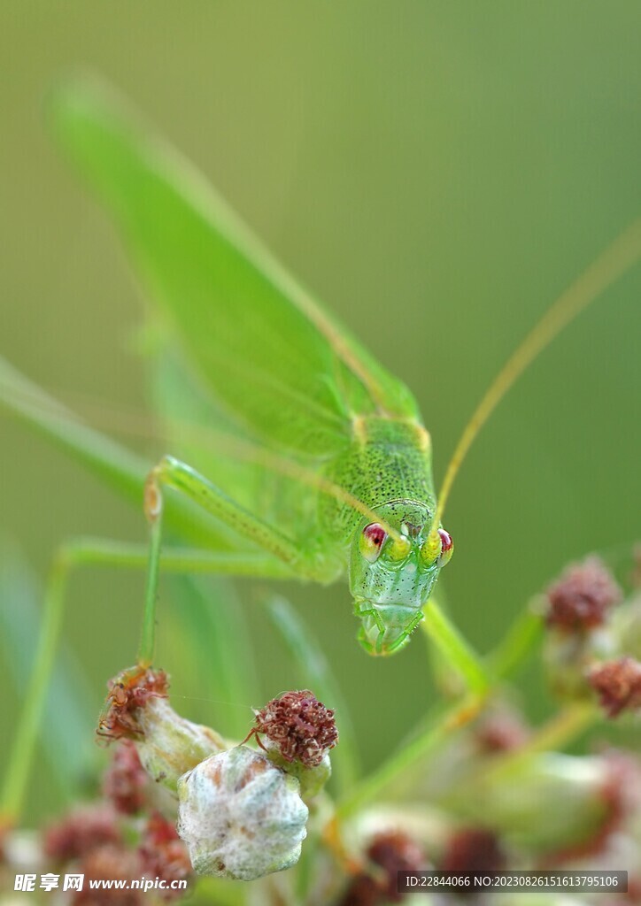 蝈蝈