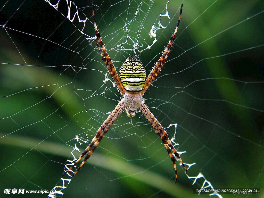 蜘蛛