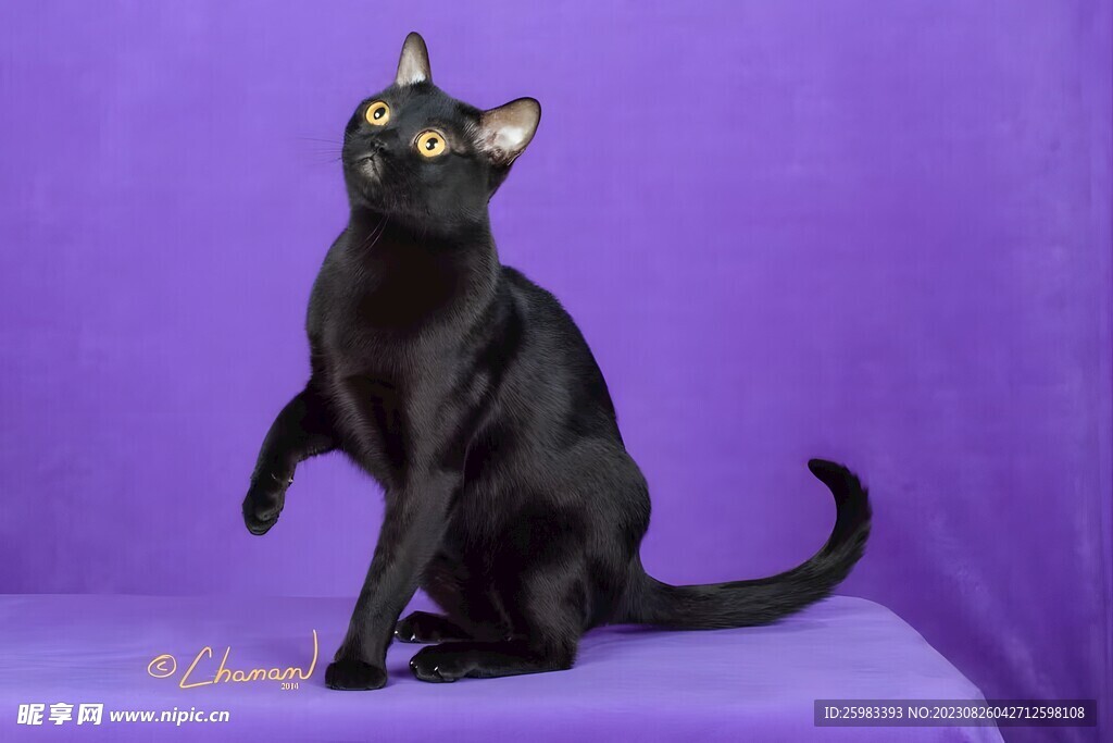 猫