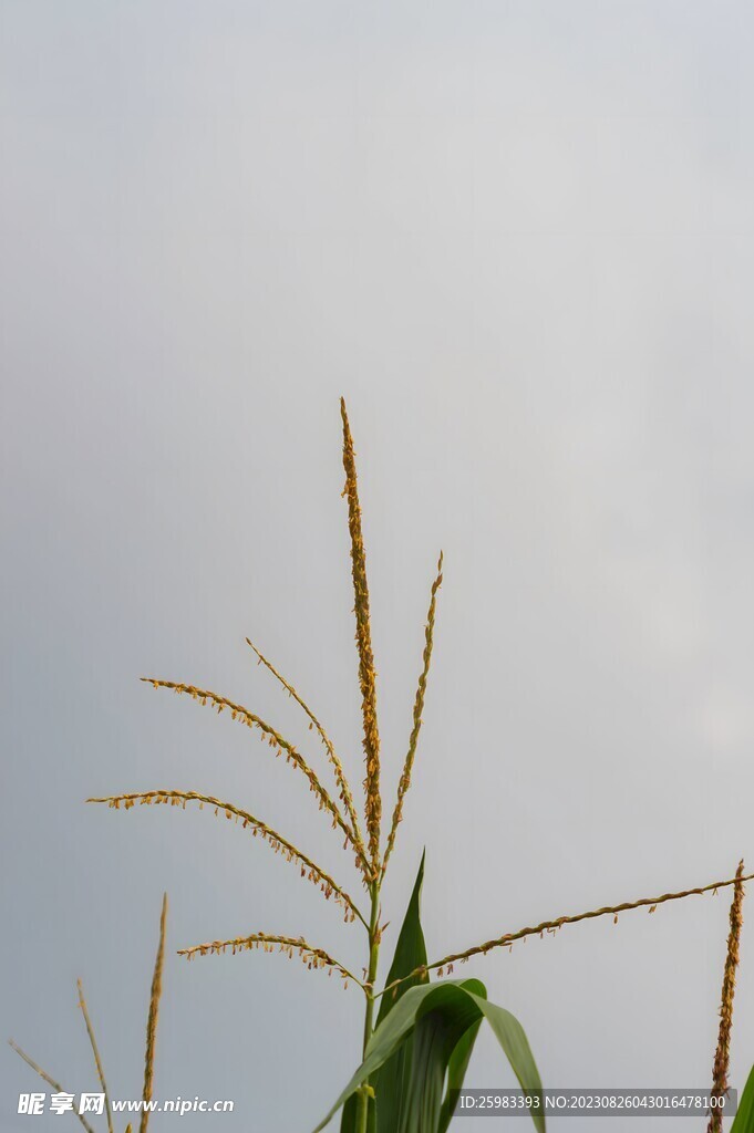 小麦栽培