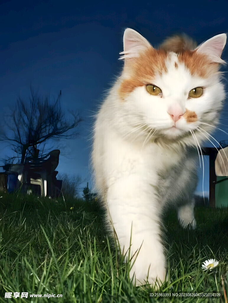 猫