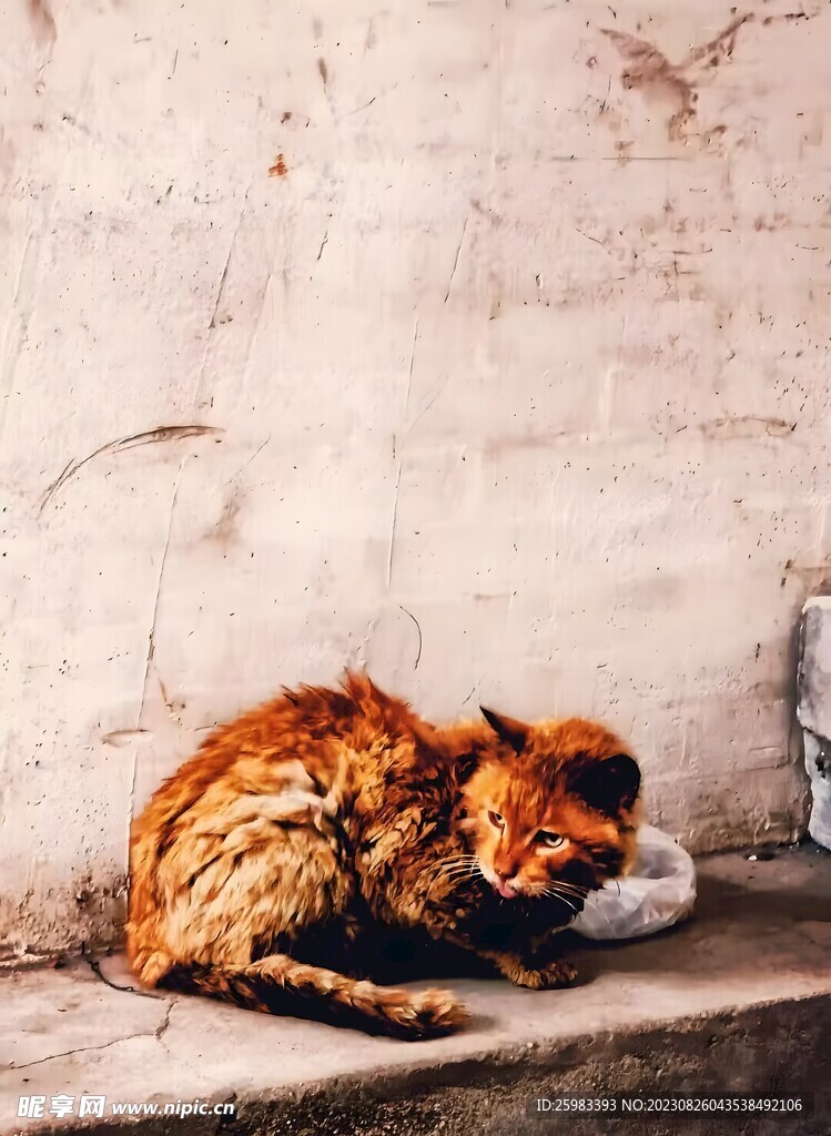 猫