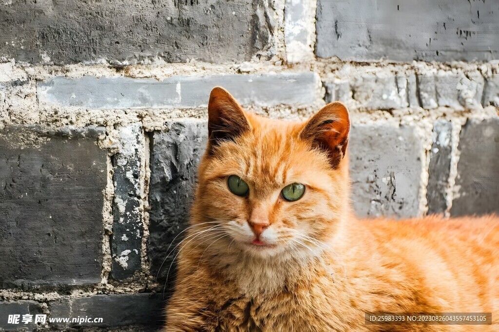 猫