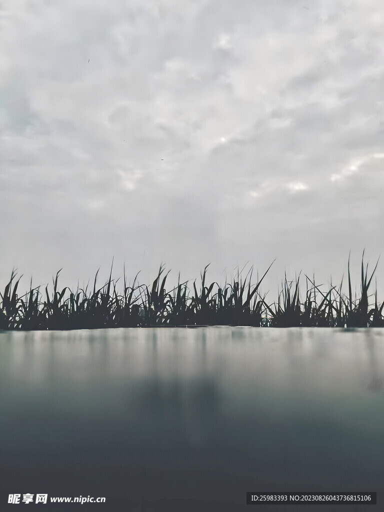 湖畔的草