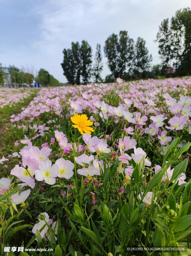 美丽花海