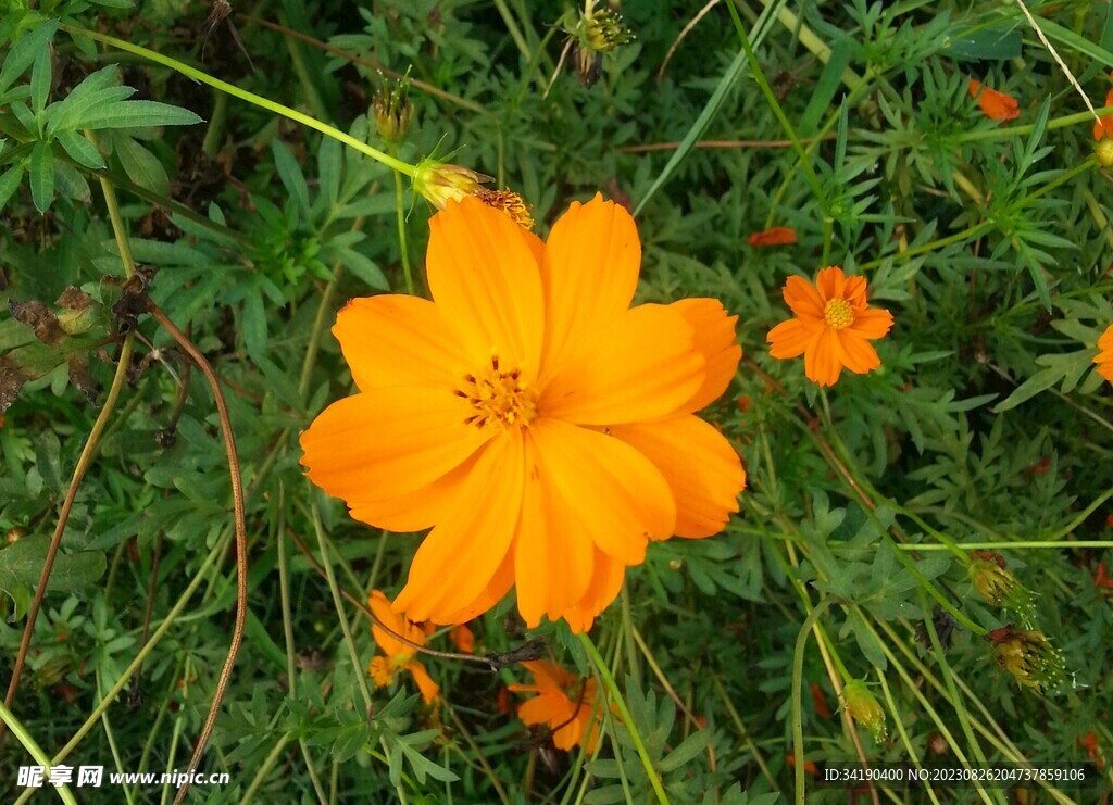 格桑花