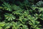 阙类植物叶子和百褶叶素材