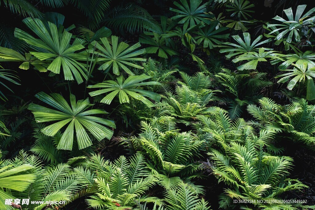 阙类植物叶子和百褶叶素材