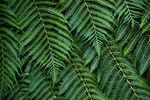 阙类植物叶子素材