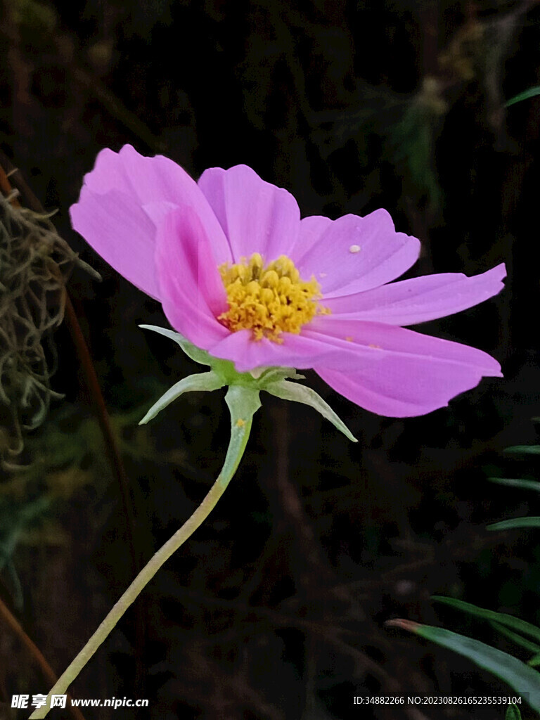格桑花 