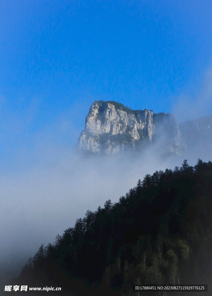 丛林