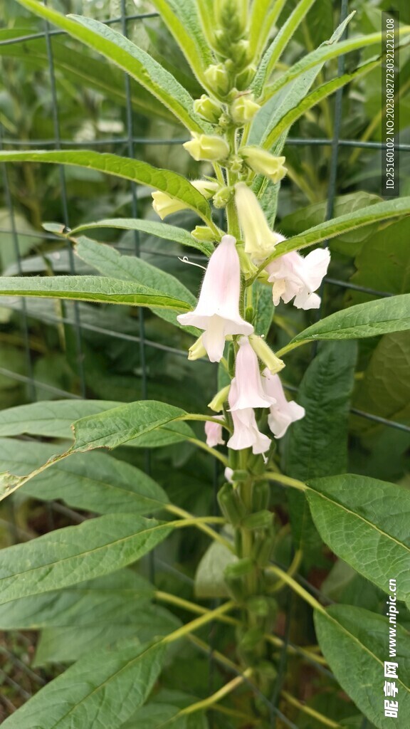 芝麻棵