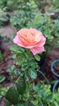 月季花