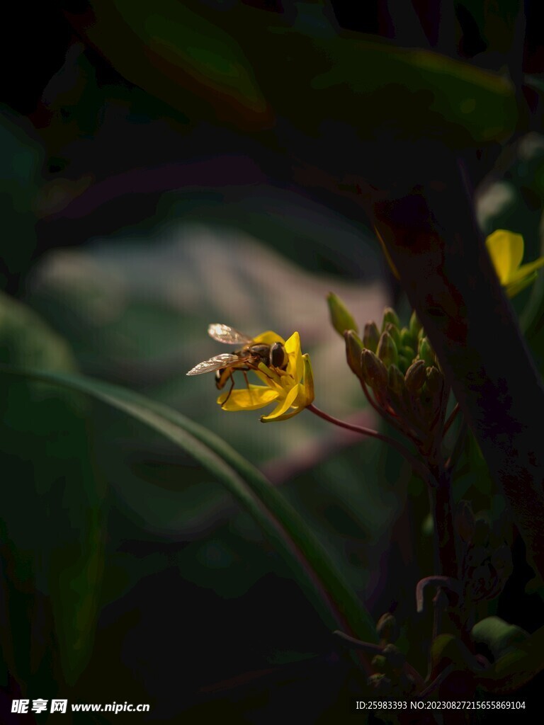 野花