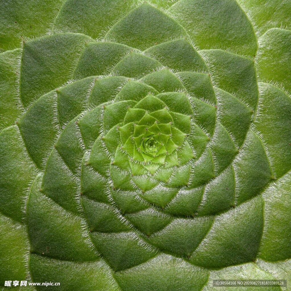 多肉植物