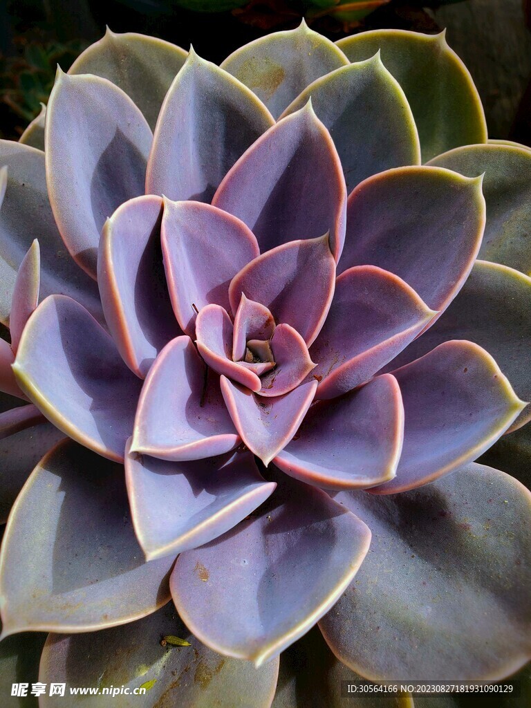 多肉植物