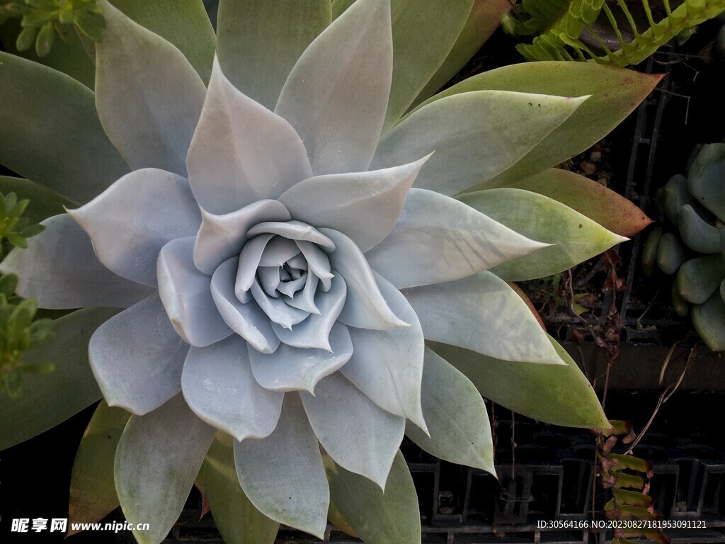 多肉植物