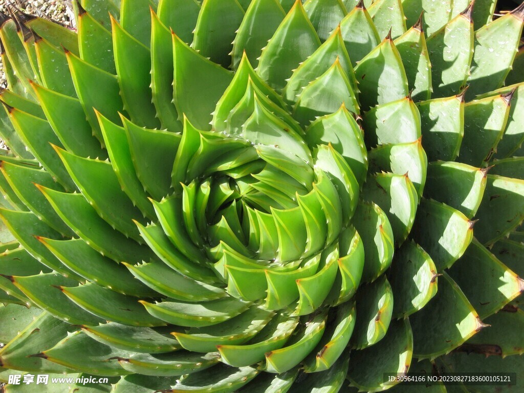 仙人掌植物