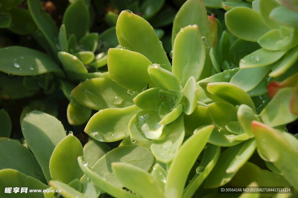 多肉植物